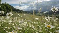 Blumenwiese+Landschaft - 1. B.Schweizer